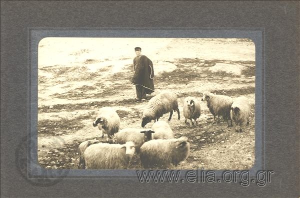 Young shepherd with sheep.