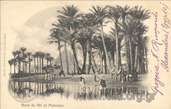 Bord du Nil et Palmiers.