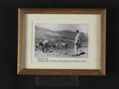 Ο Ε. Αβέρωφ καμαρώνοντας τις εκλεκτές ελβετικές αγελάδες του Ιδρύματος Τοσίτσα.