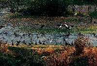 Πουλιά στη λίμνη Κερκίνη