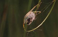 Ιστός αράχνης και κουκούλι στην άκρη ενός βλαστού