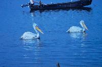 Αργυροπελεκάνοι κολυμπούν στη λίμνη Κερκίνη