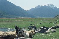 Αιγοπρόβατα στη λίμνη Στυμφαλία