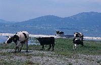 Αγελάδες βόσκουν στην ακτή της λίμνης Δοϊράνης