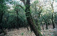 Δένδρα καλυμμένα με κισσούς στα Στενά του Αχέροντα