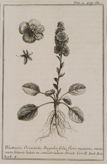 Blattaria Orientalis, Bugulae folio, flore maximo virescente, Lituis luteis in semicirculum striato.