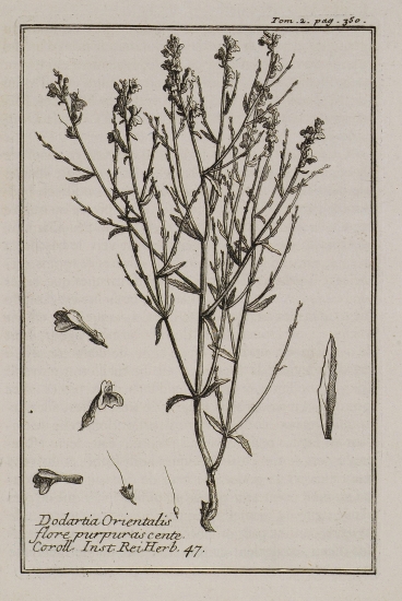 Dodartia Orientalis flore purpuras cente.