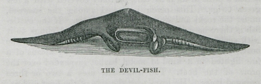 Σαλάχι του είδους Mobula mobular (διάβολος της θάλασσας ή κερατάς).