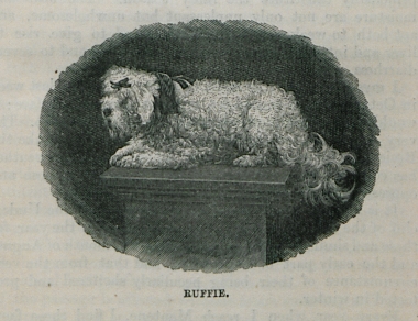 Ρούφι, το σκυλάκι της οικογένειας Μπένετ.
