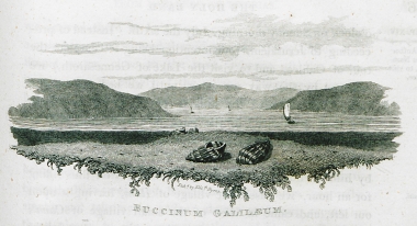 Η λίμνη της Τιβεριάδας (Γεννησαρέτ) και όστρεο του τύπου Buccinum Galileum.