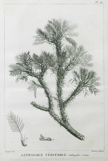 Φυτό του είδους Αστράγαλος ο κομμεωφόρος (Astragalus gummifer), από το οποίο παράγεται το κόμμι τραγάκανθος. (a): Άνθος του φυτού. (b): Φύλλο του φυτού.