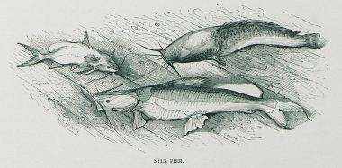 Ψάρια του Νείλου.