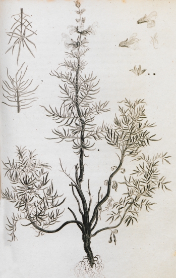 Φυτό του γένους Salvia, της οικογένειας της μίνθης.