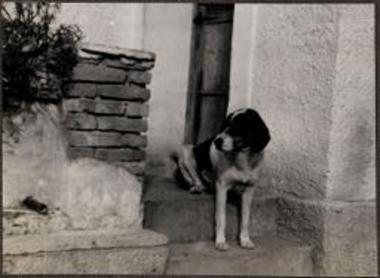 Old Corinth. Dog