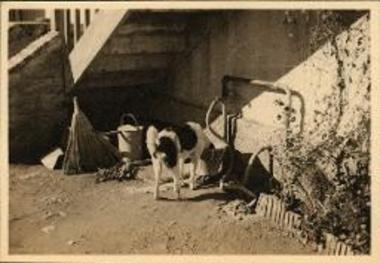 Corinth. Oakley House 1937. Dog.