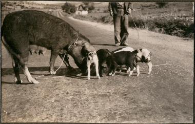 Mother pig with puppies