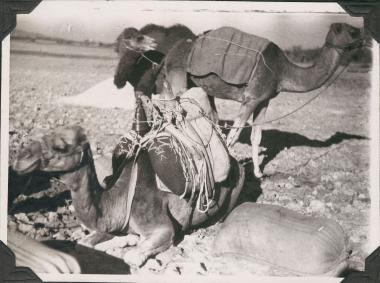 Asia Minor, Meander River. Three camels