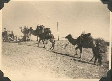 Asia Minor, Meander River. Camel train