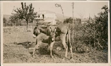 Messenia, Koroni. Donkey with her baby