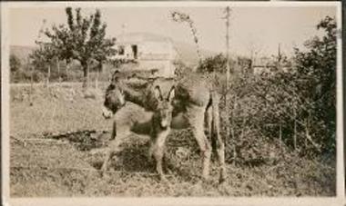Messenia, Koroni. Donkey with her baby