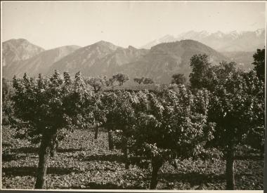 Wheat, oranges, olives and snowcapped mountains near Sparta