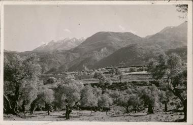Wheat, oranges, olives and snowcapped mountains near Sparta
