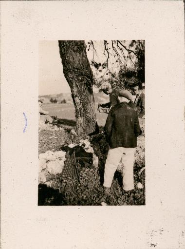 Euboea. Tapping pines for resin.