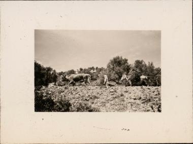 Euboea. Local with a horse and a cow