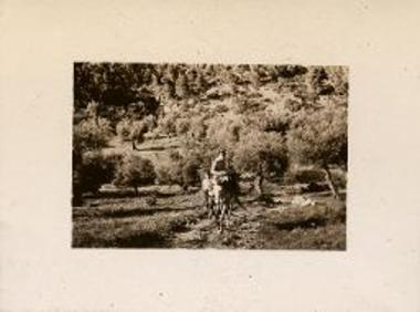 Aegosthena. Man riding a mule through an olive grove
