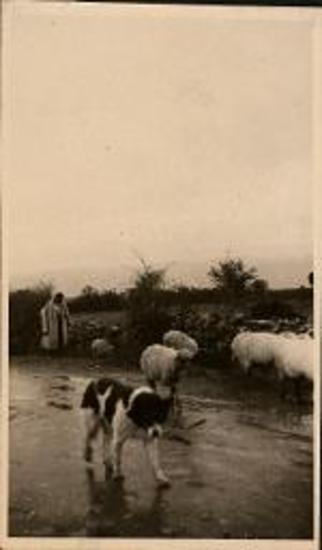 Shepard with sheep and dog