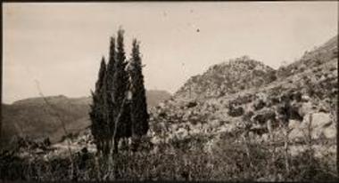 Arcadia. Cyprus trees on a mountain