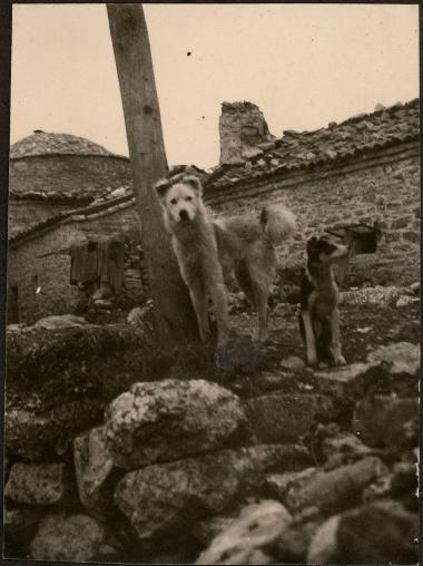 Messene. Dogs