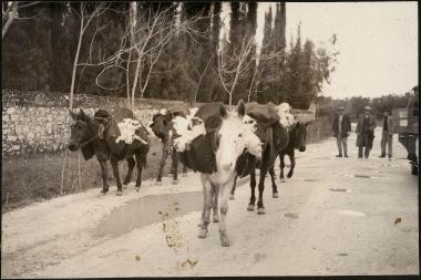 Preveza. Horses with sheep on their backs