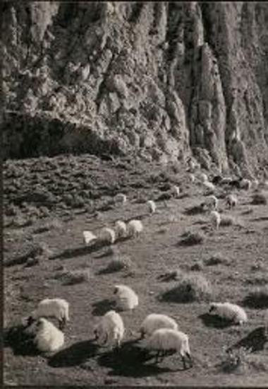 Delphi. Sheep grazing at bottom of cliffs
