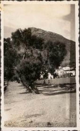Amorgos. Road outside town with big trees
