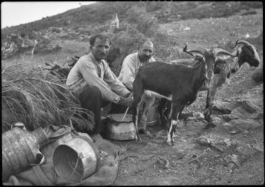 Attica, Pentelicus. Milking goats