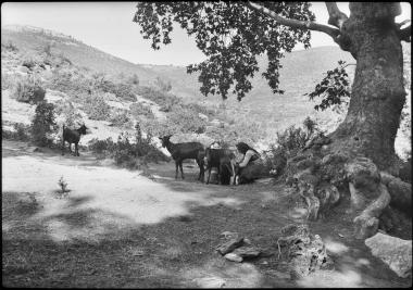 Attica, Pentelicus. Milking goats
