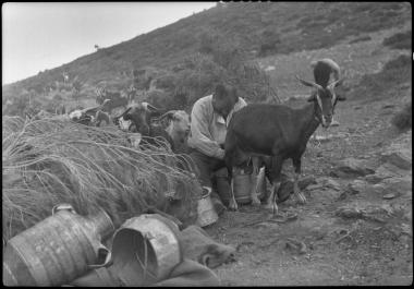 Attica, Pentelicus. Milking goats