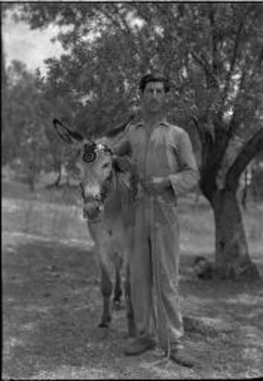 Saronic Islands, Spetsae. Man and donkey