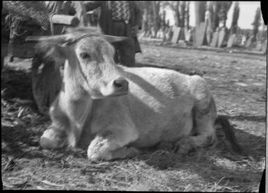 Marmara, Istanbul. Ox