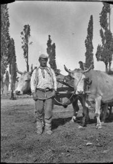 Marmara, Istanbul. Villager with ox cart