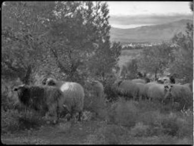 Attica, Tourkovouno. Sheep