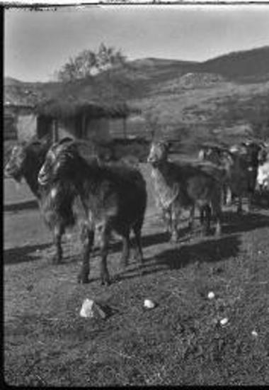 Aegina, Goats