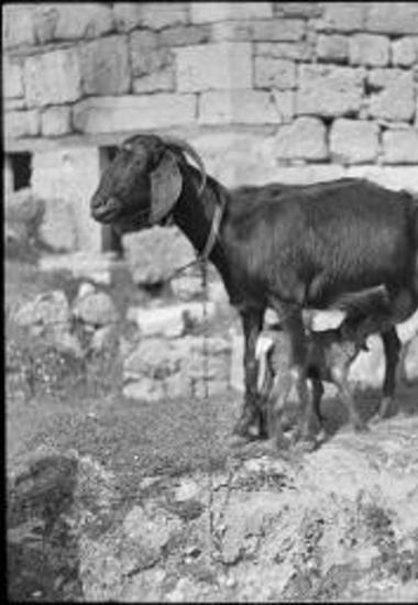 Corinthia. Goats