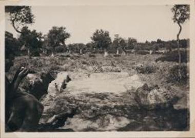 Perachora. Ruins in an olive grove