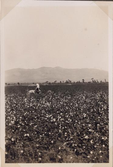 Boeotia. Field with people picking cotton