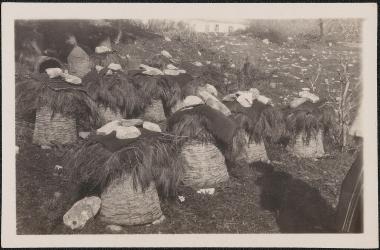 Myriophyto. Beehives