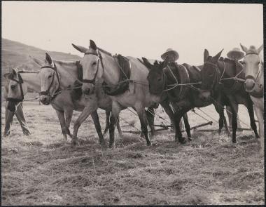 Old Corinth. Plowing