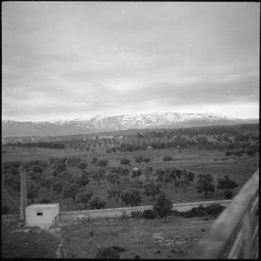 Athens. Olive grove. From Sismanogleion