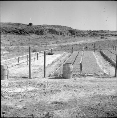 Old Corinth. Raisins drying